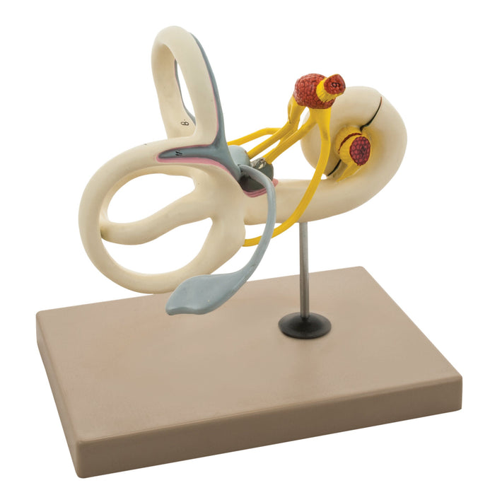 Inner Ear Labyrinth Model - 16X Life Size - Sectioned Cochlea - Designed by Medical Professionals & Hand Painted
