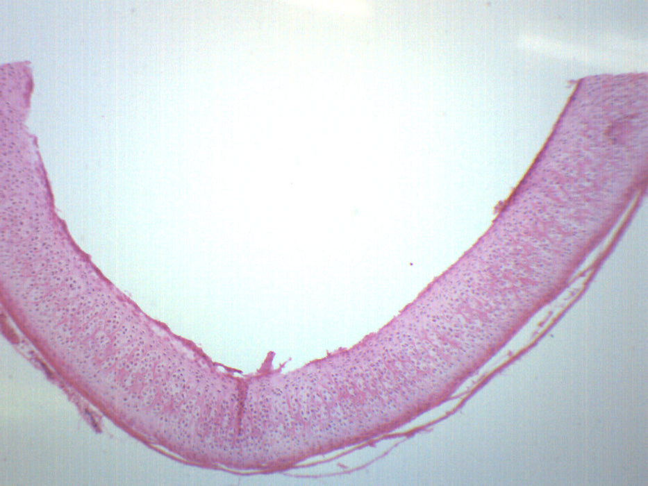 Hyaline Cartilage - Prepared Microscope Slide - 75x25mm