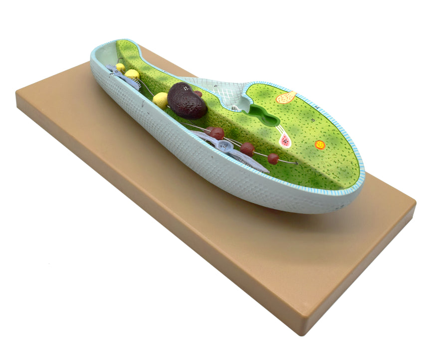 Slipper Animalcule Paramecium Model, Three Dimensional, Sectional View with Hand Painted Details and Removable Parts - Mounted on Base, 18" x 8" - Eisco Labs