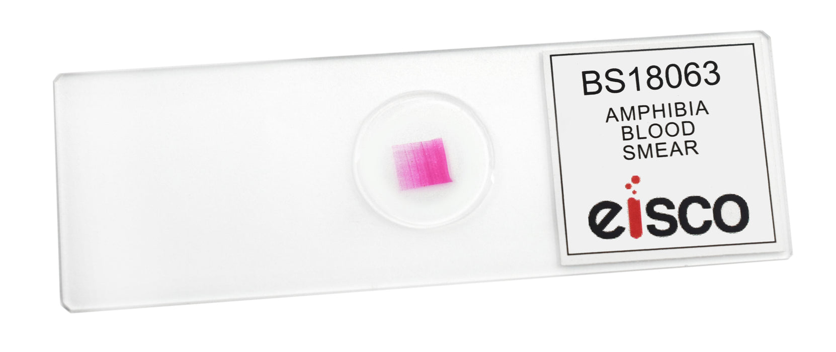 Amphiuma Blood Smear - Wholemount - Prepared Microscope Slide - 75x25mm