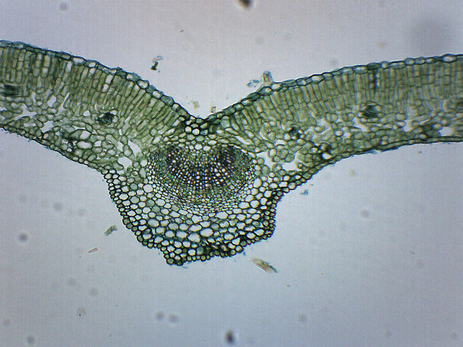Ligustrum Leaf - Cross Section - Prepared Microscope Slide - 75x25mm