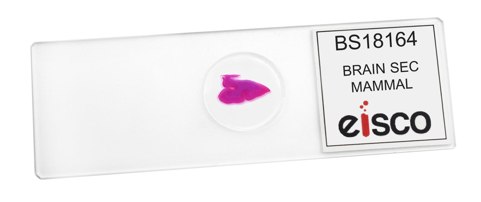Brain Section - Prepared Microscope Slide - 75x25mm