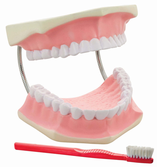 Eisco Labs Giant Dental Care Model, Teeth and Gums with Giant Tooth Brush, 3 Times Life Size