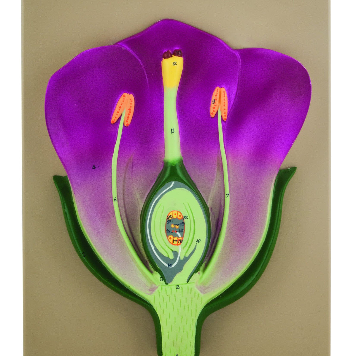 Typical Flower Model, Three Dimensional, Vertical Section with