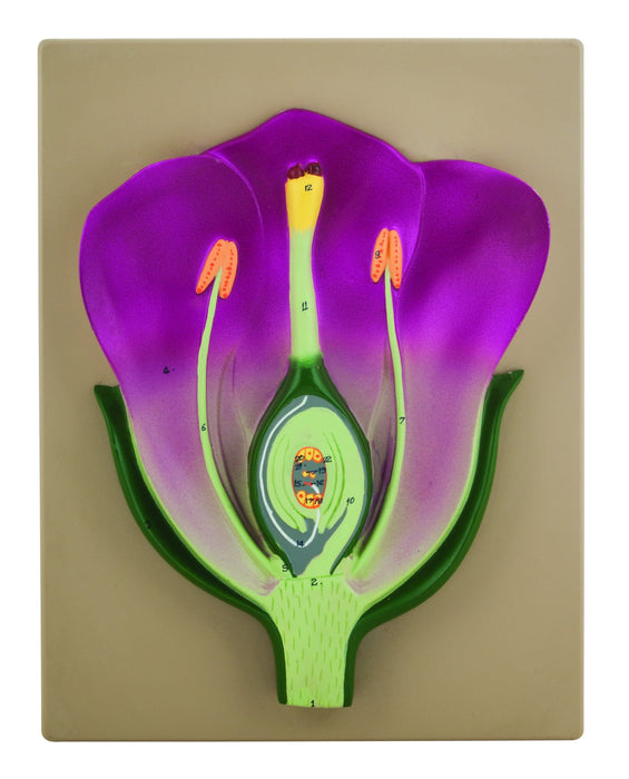 Typical Flower Model, Three Dimensional, Vertical Section  with Hand Painted Details - Mounted on Base, 14" x 9" - Eisco Labs