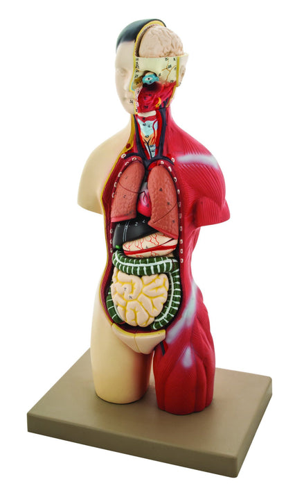 Eisco Adult Half-Size Torso Model with Head, 16 parts