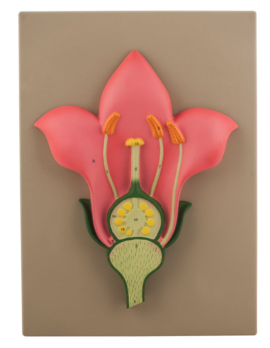 Model Solanum Nigrum V.S.