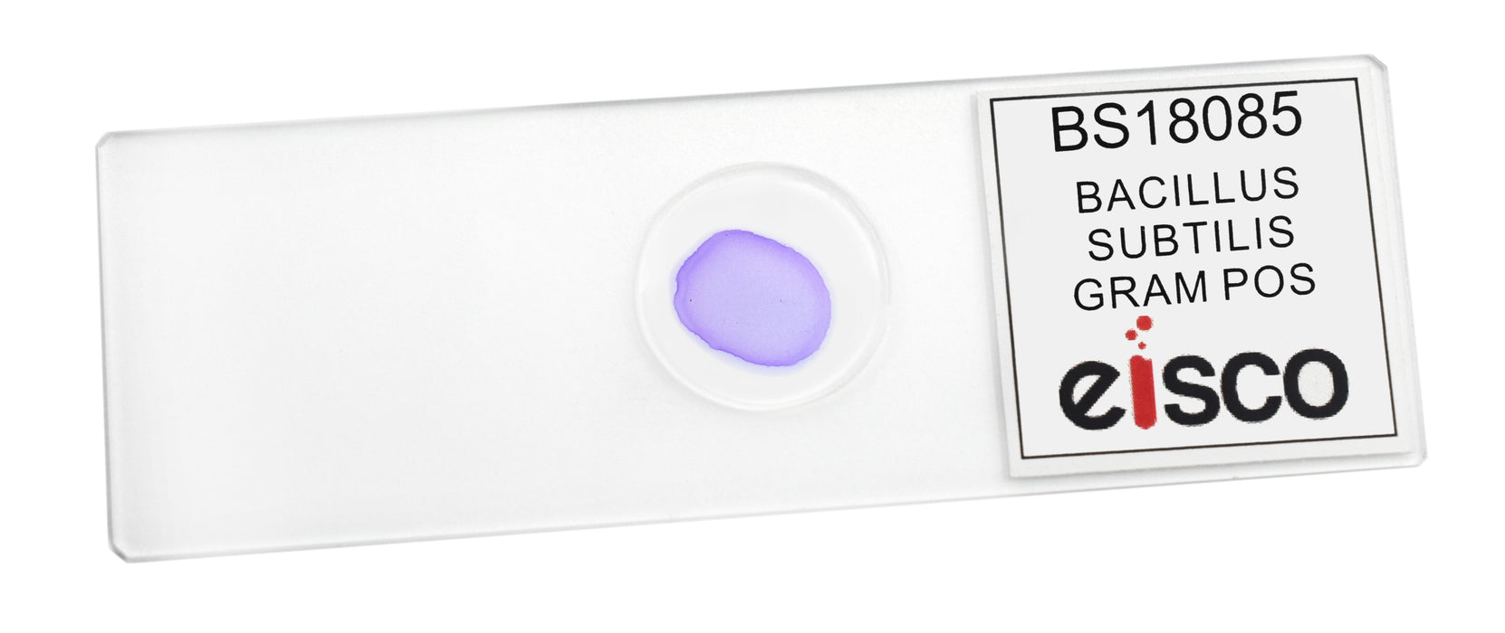 Bacillus Subtilis, Gram Positive - Prepared Microscope Slide - 75x25mm
