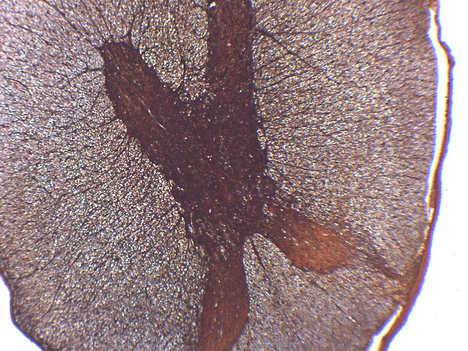 Spinal Cord - Cross Section - Prepared Microscope Slide - 75x25mm
