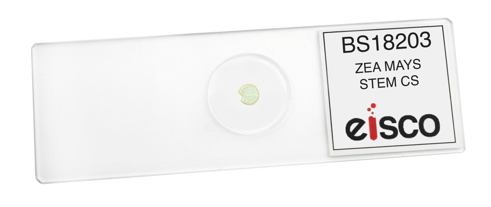 Zea Mays Stem - Cross Section - Prepared Microscope Slide - 75x25mm