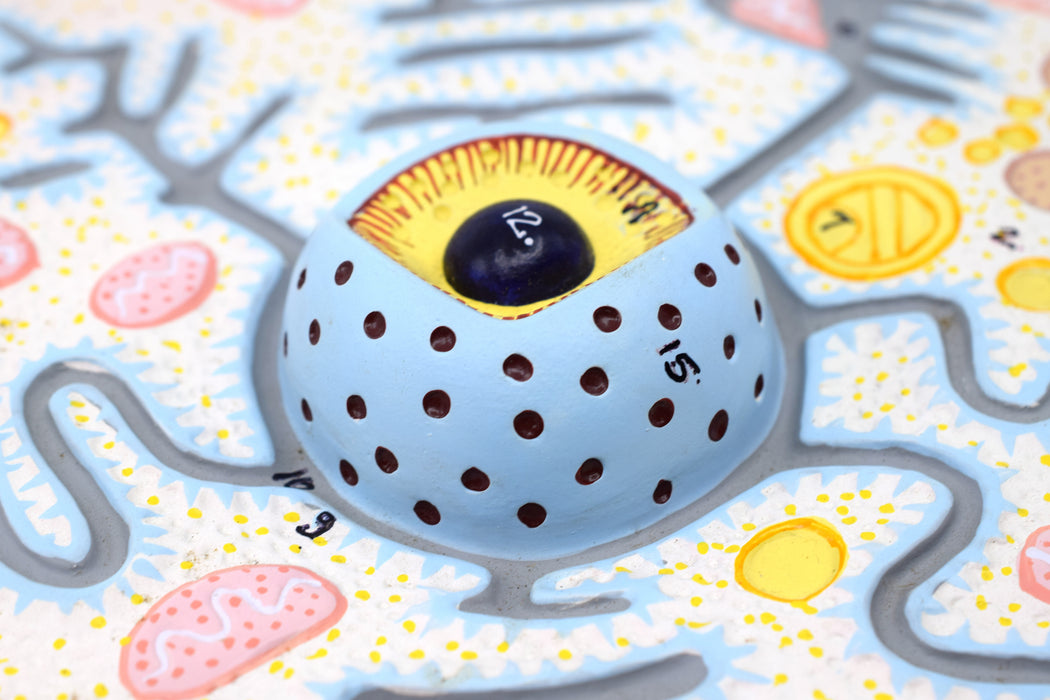 Animal Cell Model - Mounted on 13"x9" Base