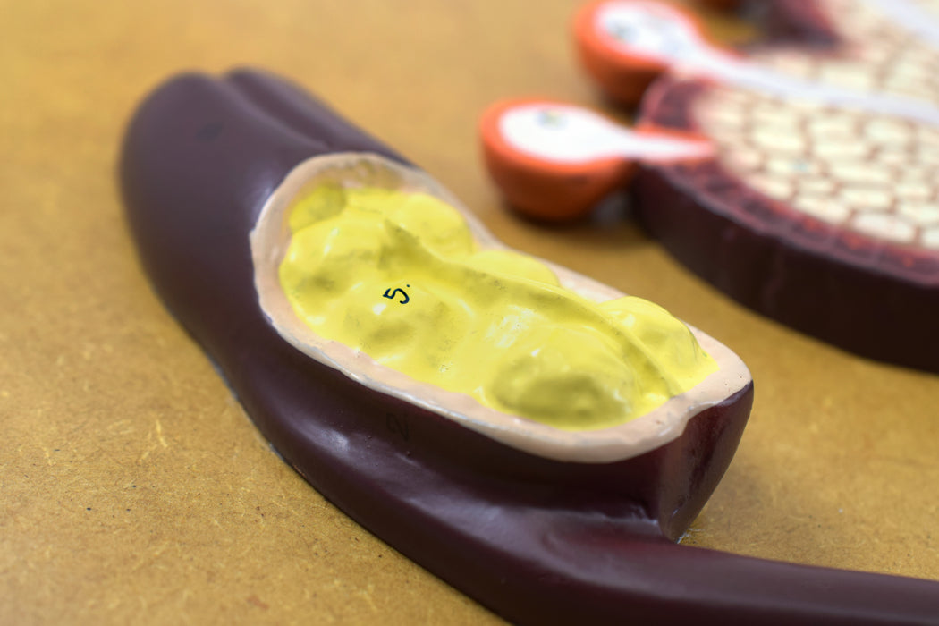 Fertilization of Angiosperms Model - Three Dimensional, Longitudinal Dissection - Hand Painted Details, Magnified - Mounted on Base, 22" x 12" x 1.5" - Eisco Labs