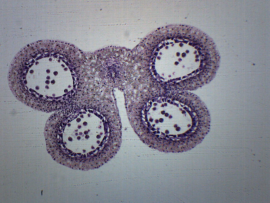 Lilium Anther, 1st Meiotic Division - Microscope Slide - 75x25mm