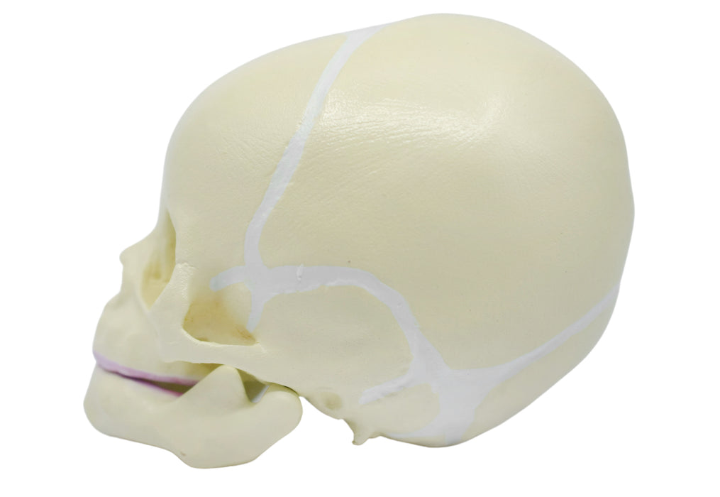 Eisco Life-Size Infant Human Skull Model with Articulated Mandible