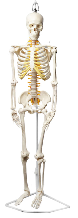 Human Skeleton Model, Half Size - With Nerve Endings - Hanging Mount - Incredible Detail for Anatomical Study - Eisco Labs