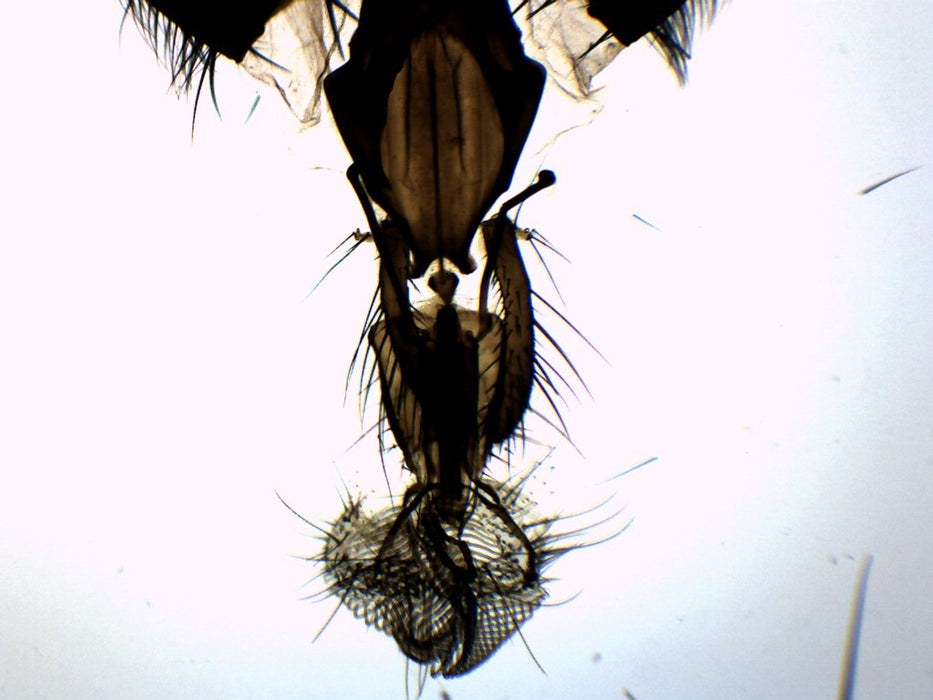 Musca Domestica Head - Wholemount - Prepared Microscope Slide - 75x25mm