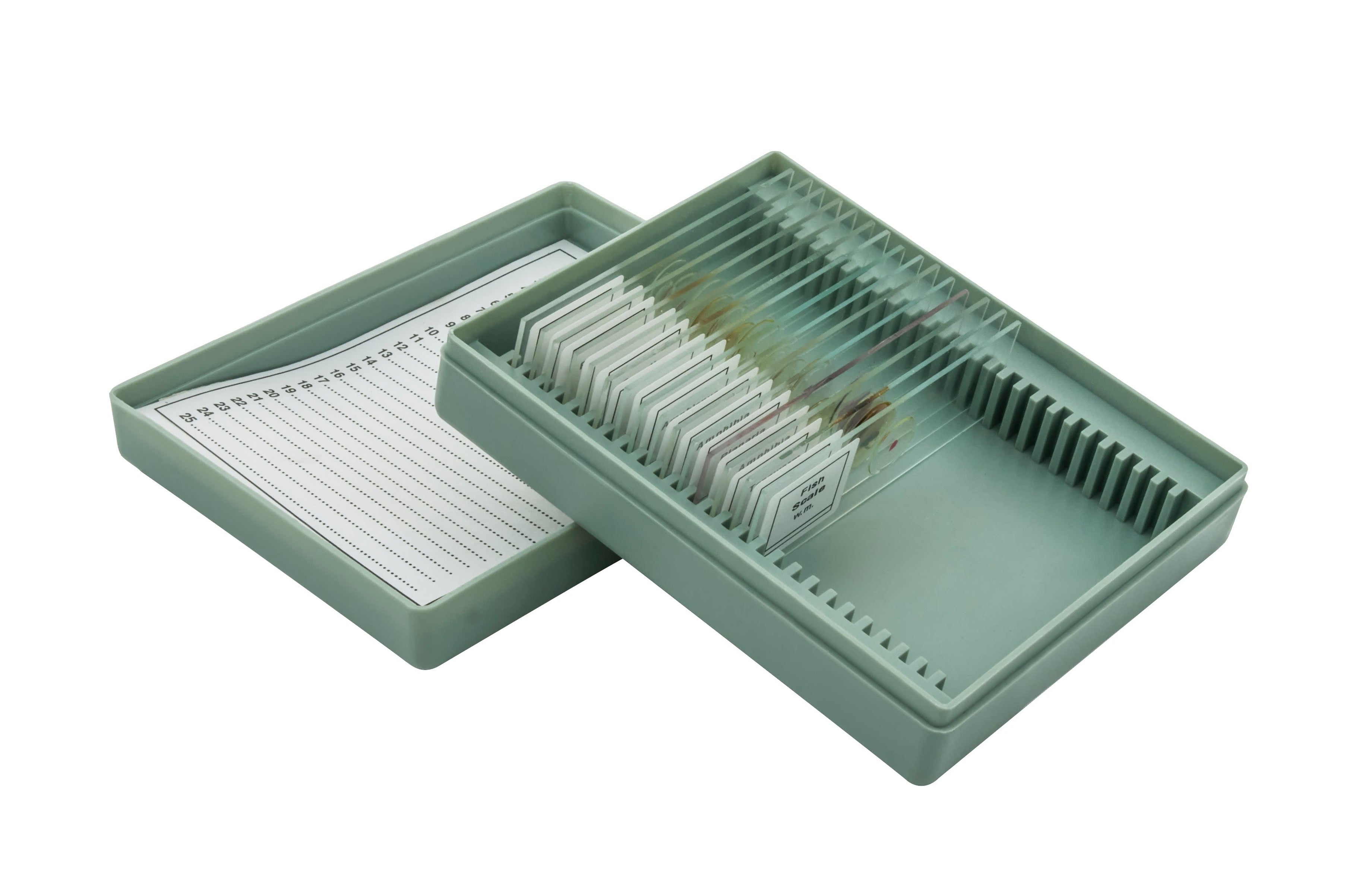 Microscope Slide Set Introductory Set No. VIII, Set of 15 Slides ...