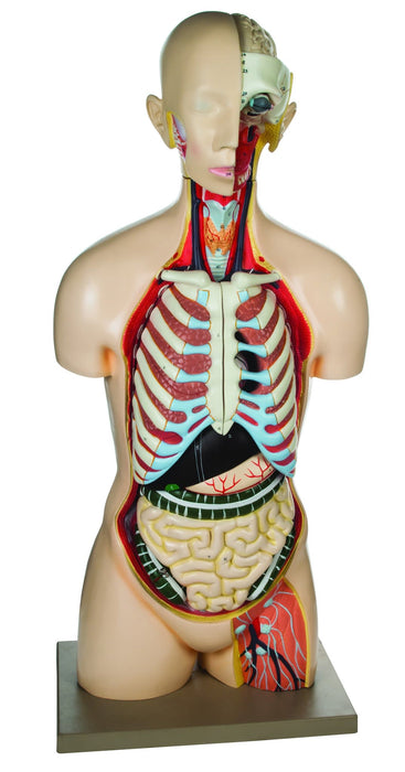 Model Torso with Head - 12 Parts