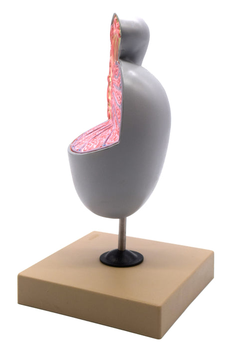 Human Testicle Model, Three Dimensional, with Hand Painted Details - Mounted on Stand, 9" tall - Eisco Labs