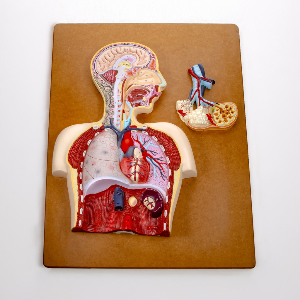 Respiratory System Relief Modelrespiratory System Anatomical Model