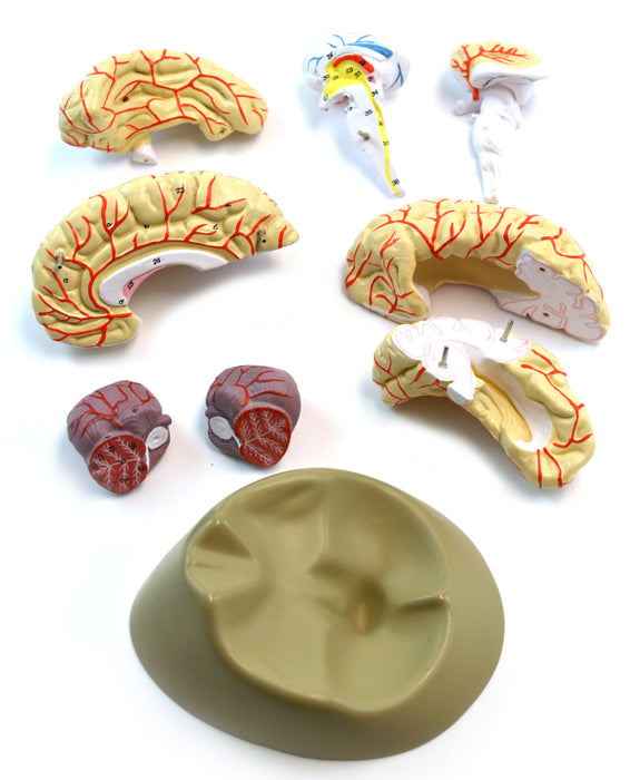 Eisco Life-Size Human Brain Model with Arteries, 8 Parts