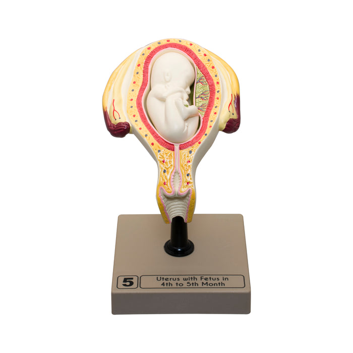 Human Embryo/Fetus Development in Utero Model Set