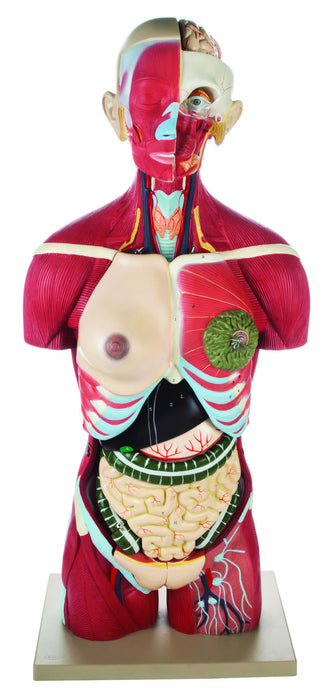 Full Muscle Torso with Dual Sex Organs and Open Back - 24 Parts