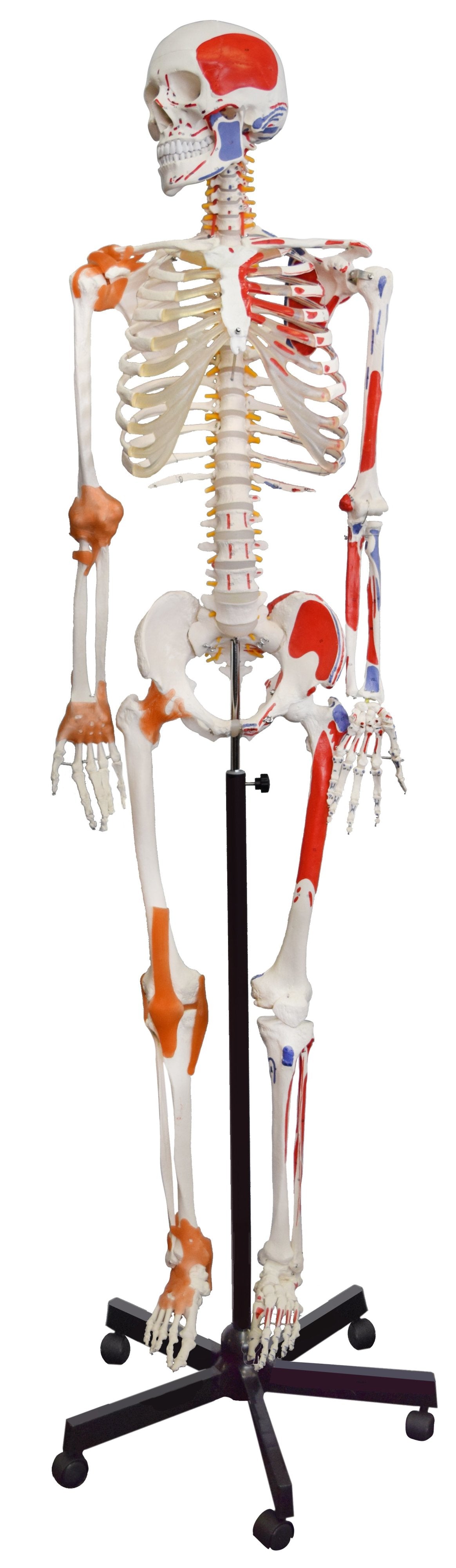 管楽器・吹奏楽器 ET2 #685 skeleton model uqup93obw0f6ehx8k57u_1200x4124