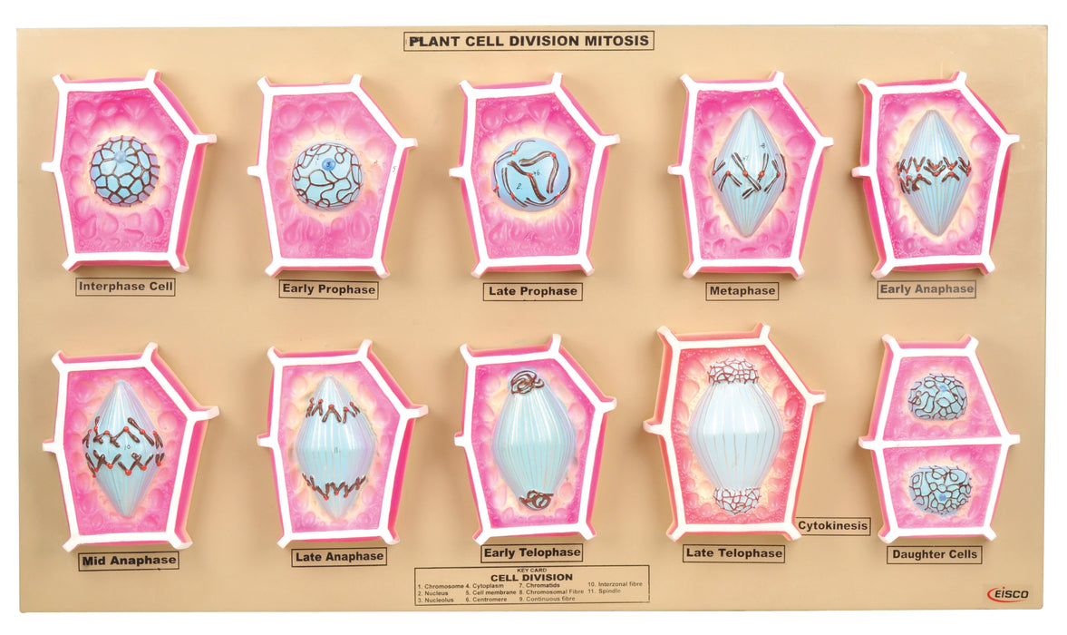 Plant Mitosis Model - Eisco Labs