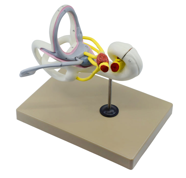Inner Ear Labyrinth Model - 16X Life Size - Sectioned Cochlea - Designed by Medical Professionals & Hand Painted