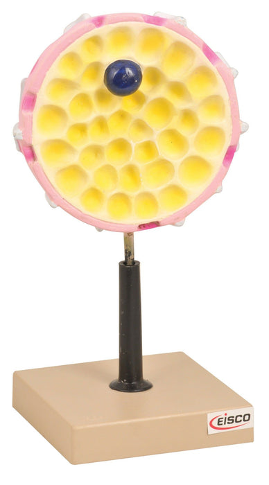 Model A Nucleus