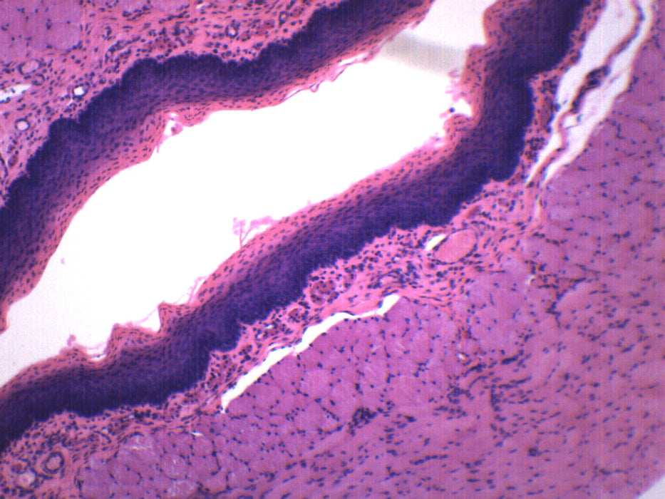 Squamous Epithelium - Prepared Microscope Slide - 75x25mm