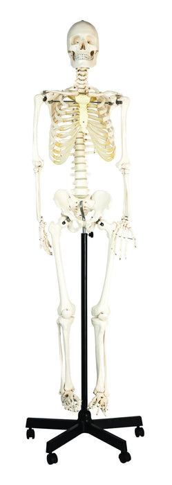 Eisco Labs Life Sized Human Skeleton Model (62" Height), Articulated Joints, Pelvic Mounted with Wheeled Base