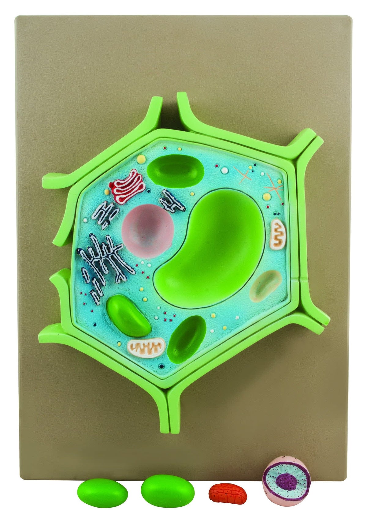 Eisco Labs 4 Part Plant Cell Model on base; chloroplast, mitochondrion