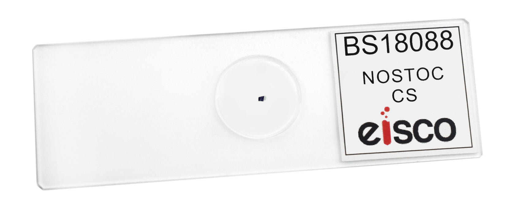 Nostoc Cross Section - Prepared Microscope Slide - 75x25mm
