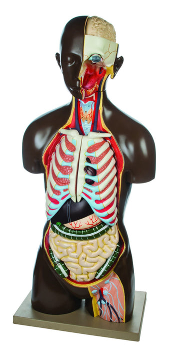 Eisco Life-Size Unisex Human Torso, 13 Parts
