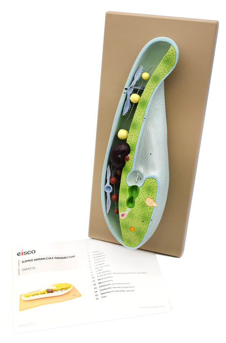Slipper Animalcule Paramecium Model, Three Dimensional, Sectional View with Hand Painted Details and Removable Parts - Mounted on Base, 18" x 8" - Eisco Labs