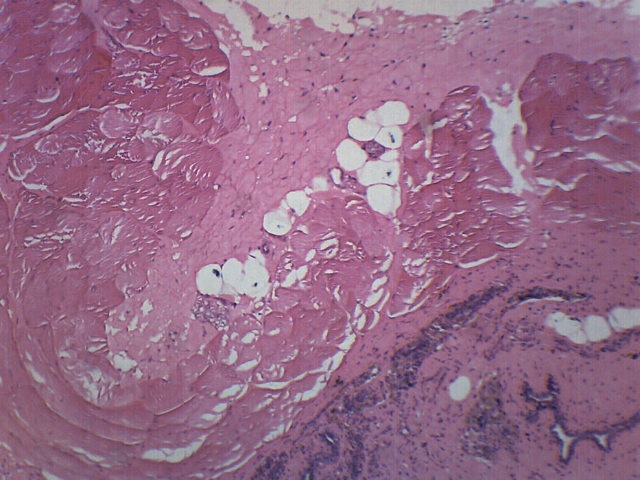 Mammary Gland Section - Prepared Microscope Slide - 75x25mm