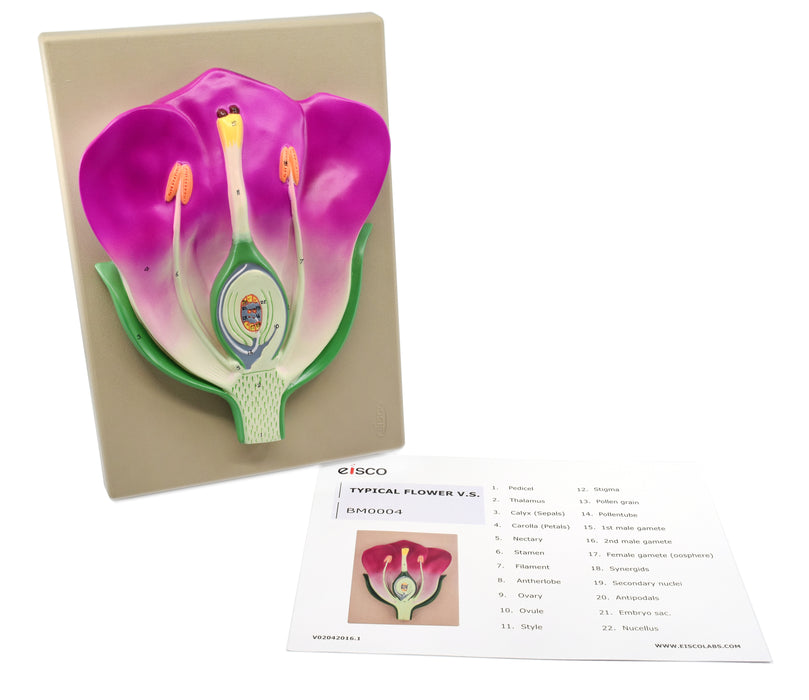Typical Flower Model, Three Dimensional, Vertical Section  with Hand Painted Details - Mounted on Base, 14" x 9" - Eisco Labs