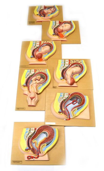 Human Baby Delivery Stages - Set of 7 Models