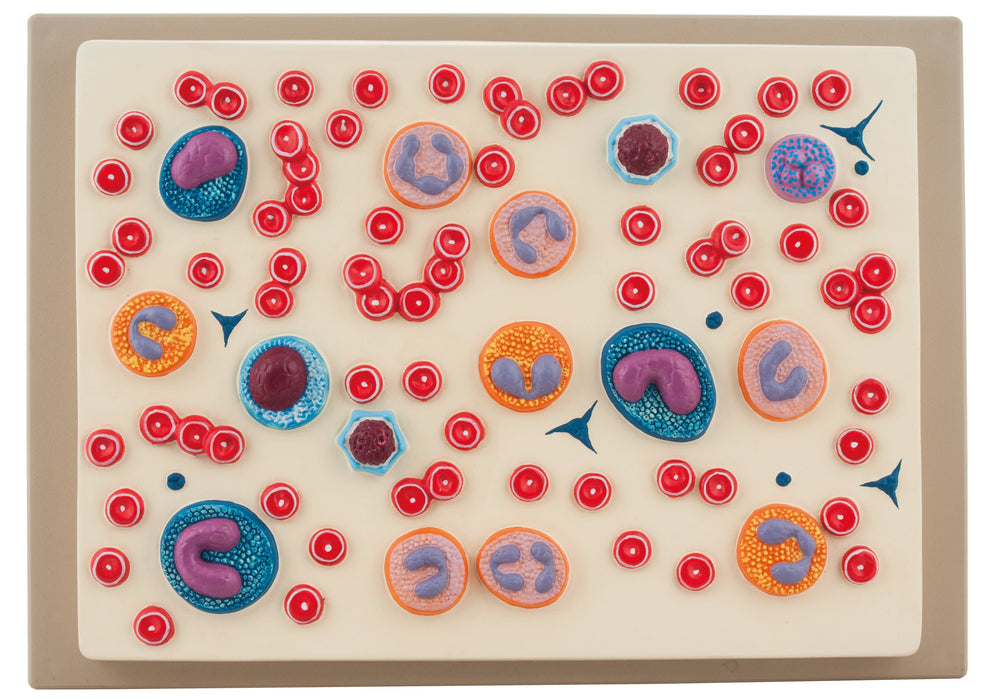Red Blood Cell