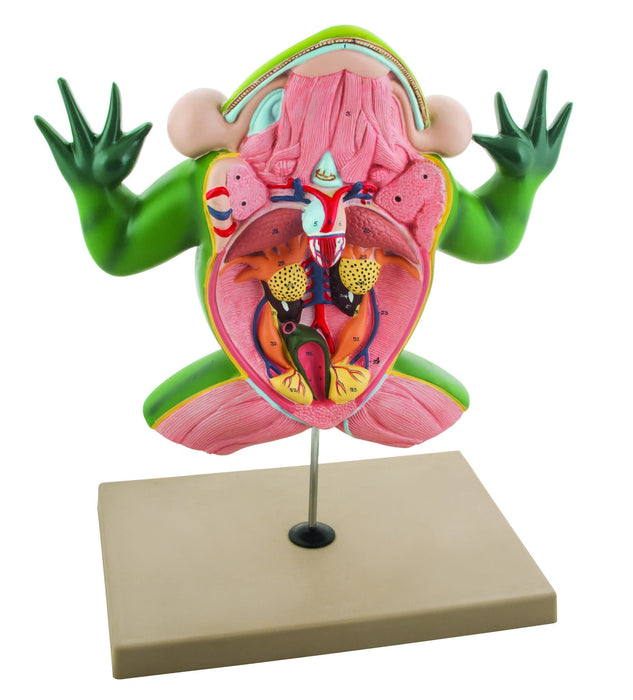 Jumbo 3D Frog Dissection Model w/ Keycard - Eisco Labs