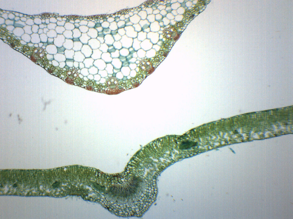 Leaves Composite - Cross Section - Prepared Microscope Slide - 75x25mm
