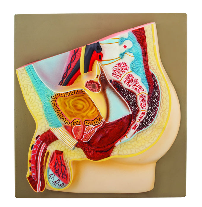 Eisco Human Male Pelvis Model