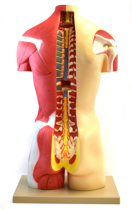 Eisco Life-Size Premium Human Torso with Muscles and Open Back, 19 Parts