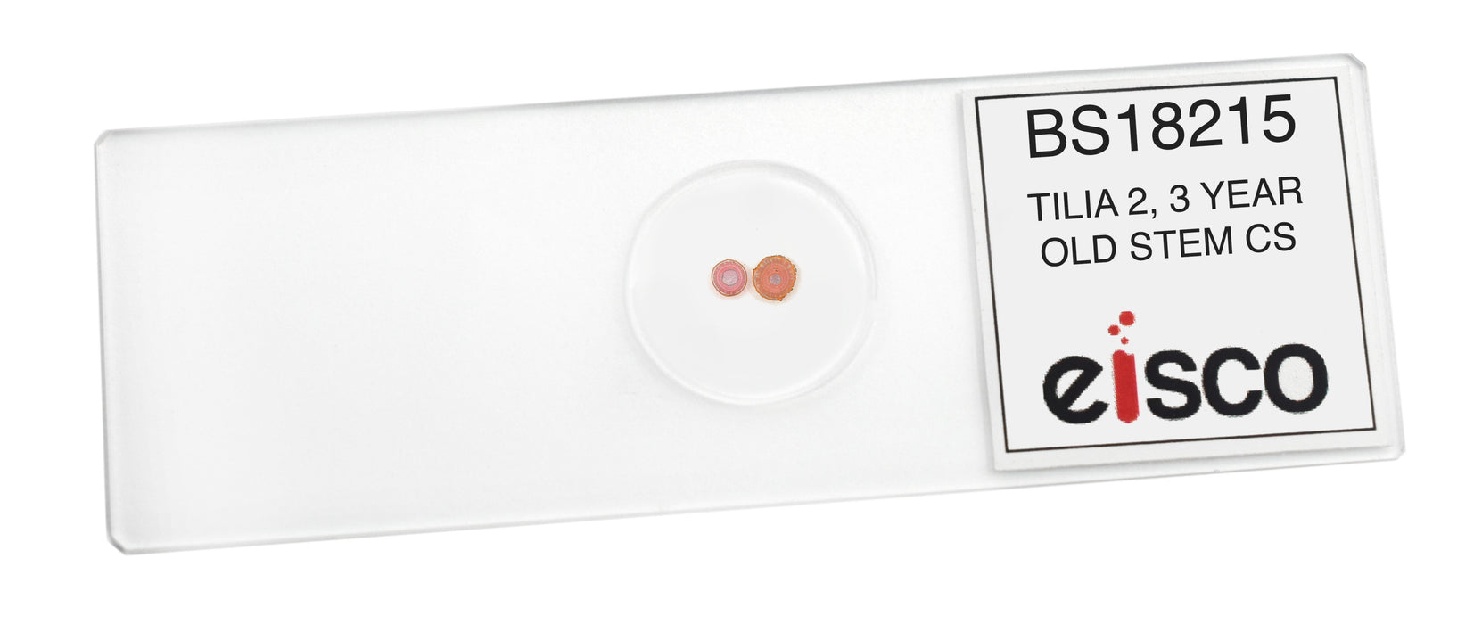 Tilia, 2-3 Year Old Stem - Cross Section - Prepared Microscope Slide - 75x25mm