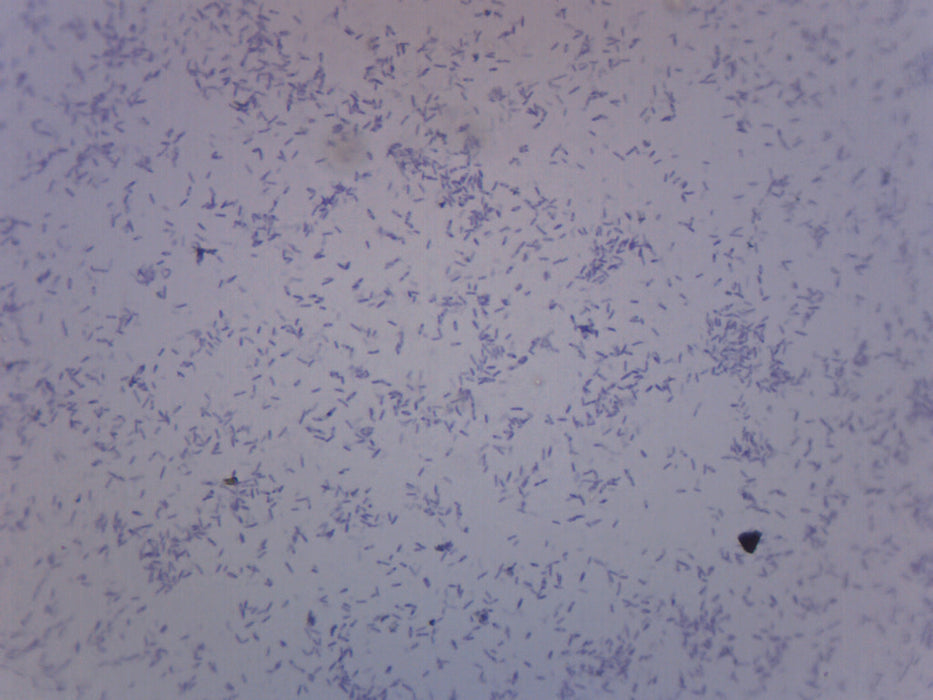 Clostridium Botulinum - Prepared Microscope Slide - 75x25mm