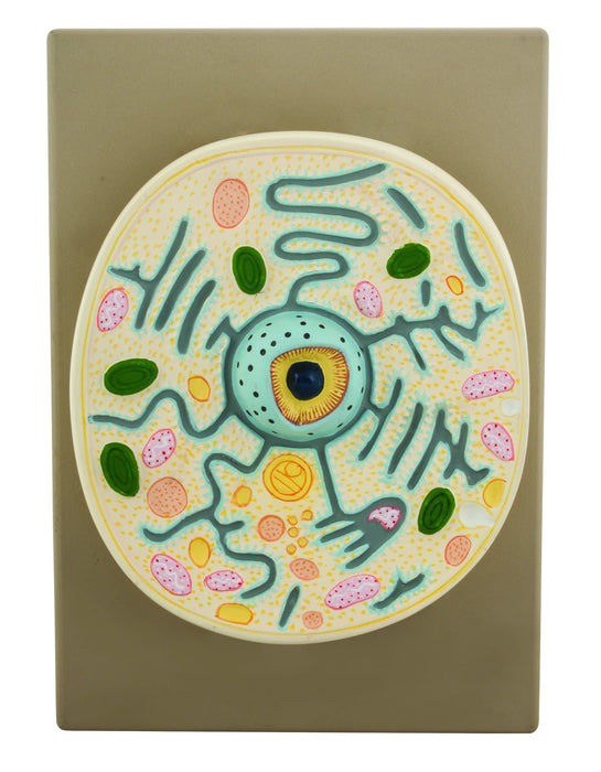 Model Typical Plant Cell on plastic base