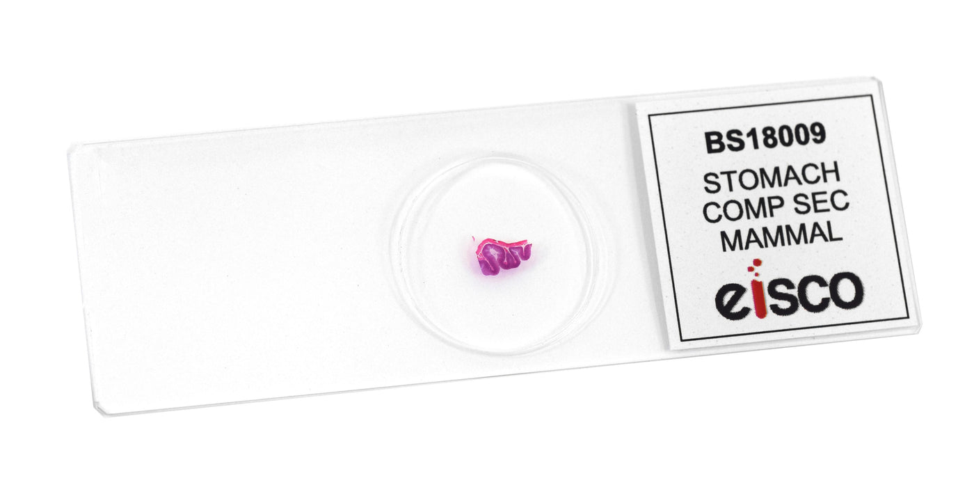 Stomach Composite Section - Prepared Microscope Slide - 75x25mm