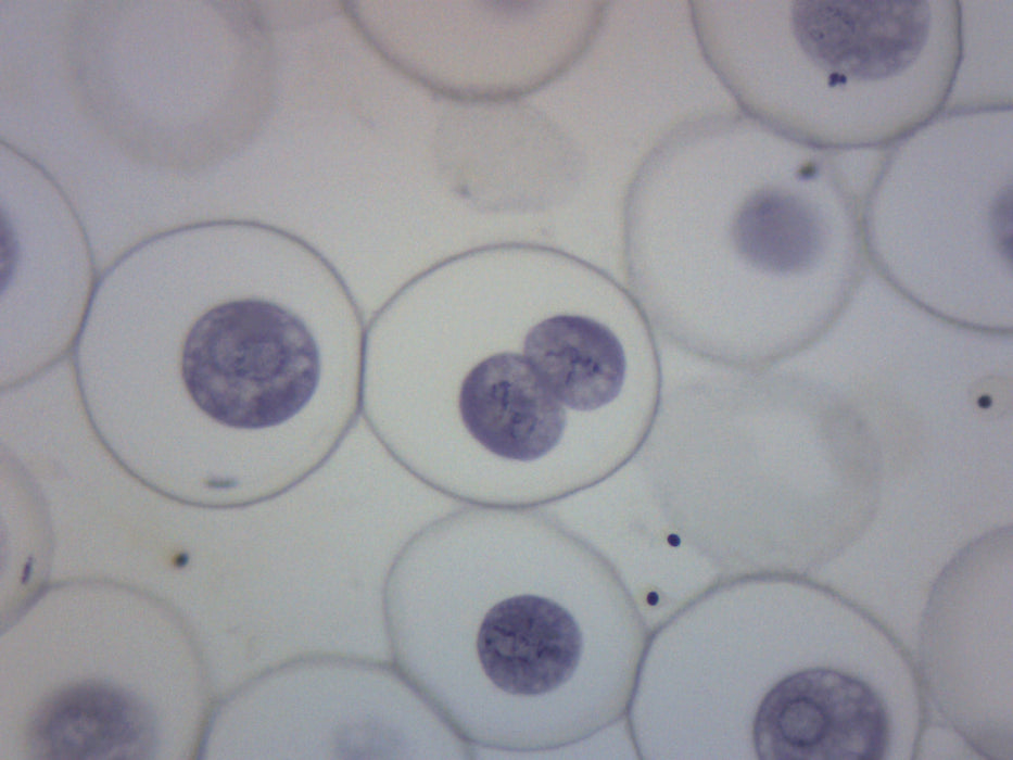 Ascaris & Onion Mitosis - Prepared Microscope Slide - 75x25mm